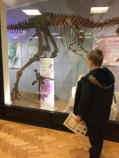 Child looking at dinosaur exhibit on university trip