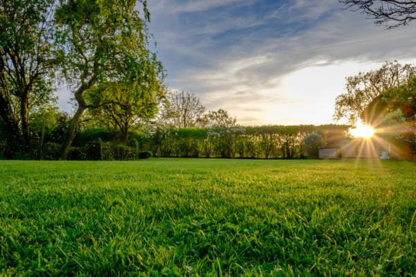 Trees and grass